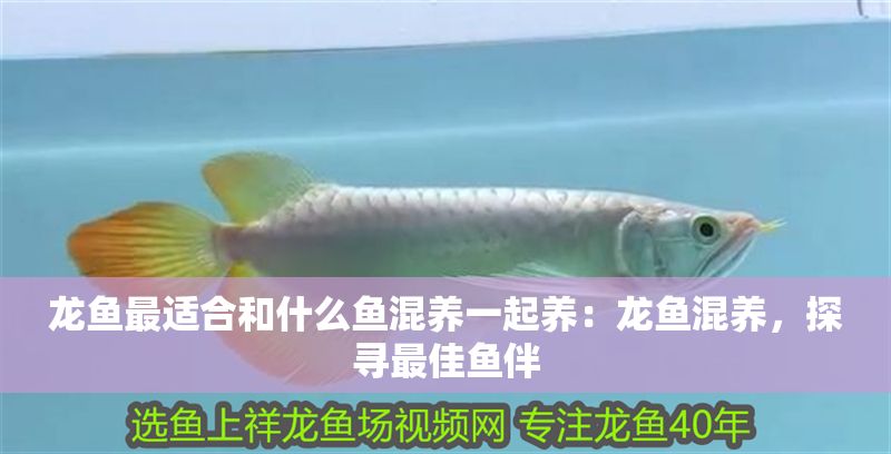 龍魚最適合和什么魚混養一起養：龍魚混養，探尋最佳魚伴