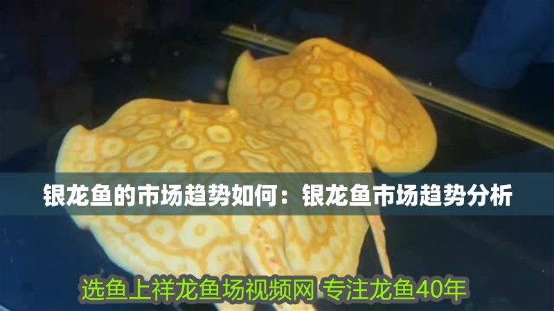 龍魚疾病的預防和治療措施是什么：龍魚健康飲食指南，龍魚疾病應急處理方案