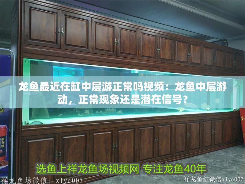 龍魚最近在缸中層游正常嗎視頻：龍魚中層游動，正常現(xiàn)象還是潛在信號？