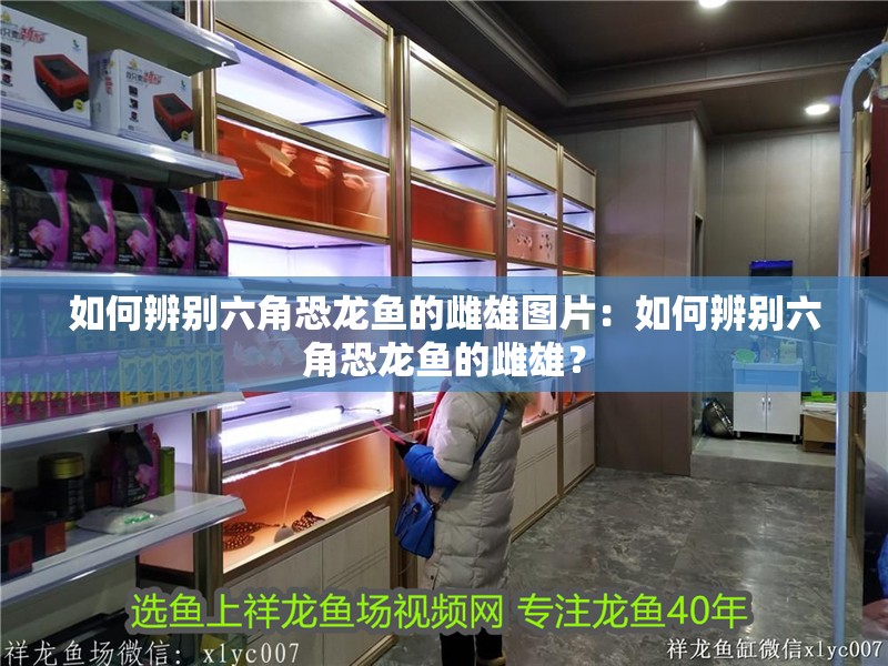 如何辨別六角恐龍魚的雌雄圖片：如何辨別六角恐龍魚的雌雄？