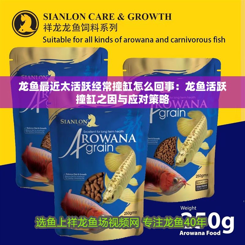 龍魚最近太活躍經(jīng)常撞缸怎么回事：龍魚活躍撞缸之因與應(yīng)對策略