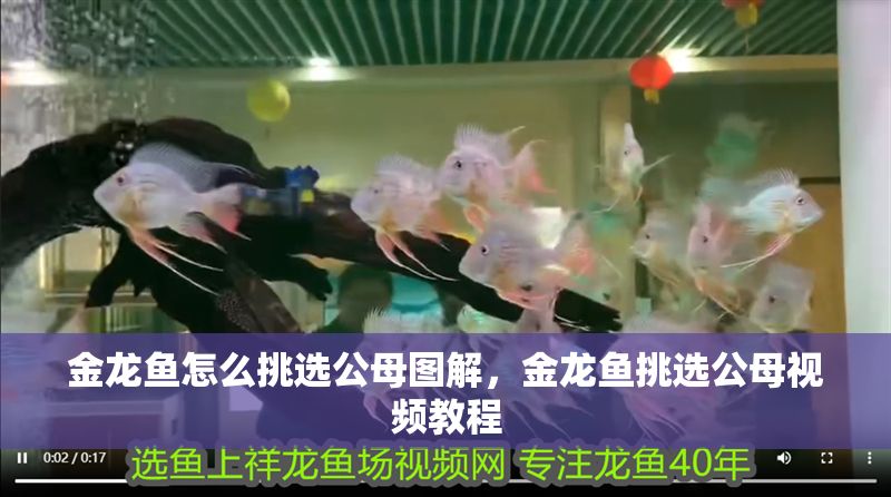 金龍魚怎么挑選公母圖解，金龍魚挑選公母視頻教程