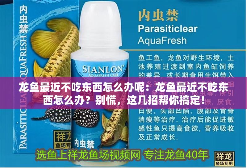 龍魚最近不吃東西怎么辦呢：龍魚最近不吃東西怎么辦？別慌，這幾招幫你搞定！