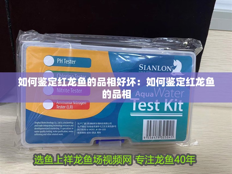 如何鑒定紅龍魚的品相好壞：如何鑒定紅龍魚的品相