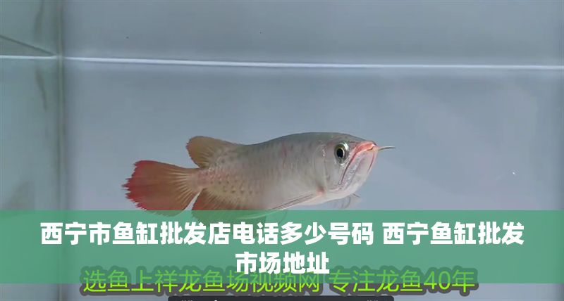 西寧市魚缸批發店電話多少號碼 西寧魚缸批發市場地址