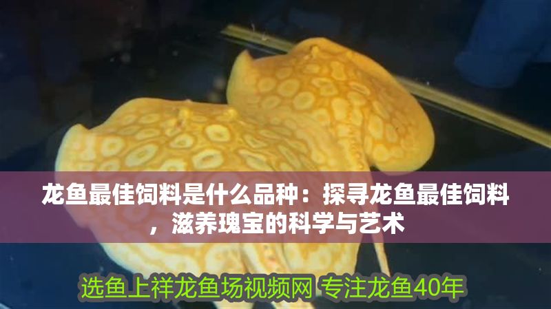 龍魚最佳飼料是什么品種：探尋龍魚最佳飼料，滋養瑰寶的科學與藝術