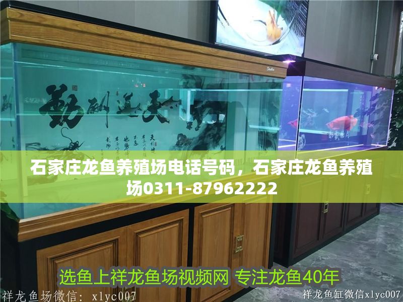 石家莊龍魚養殖場電話號碼，石家莊龍魚養殖場0311-87962222