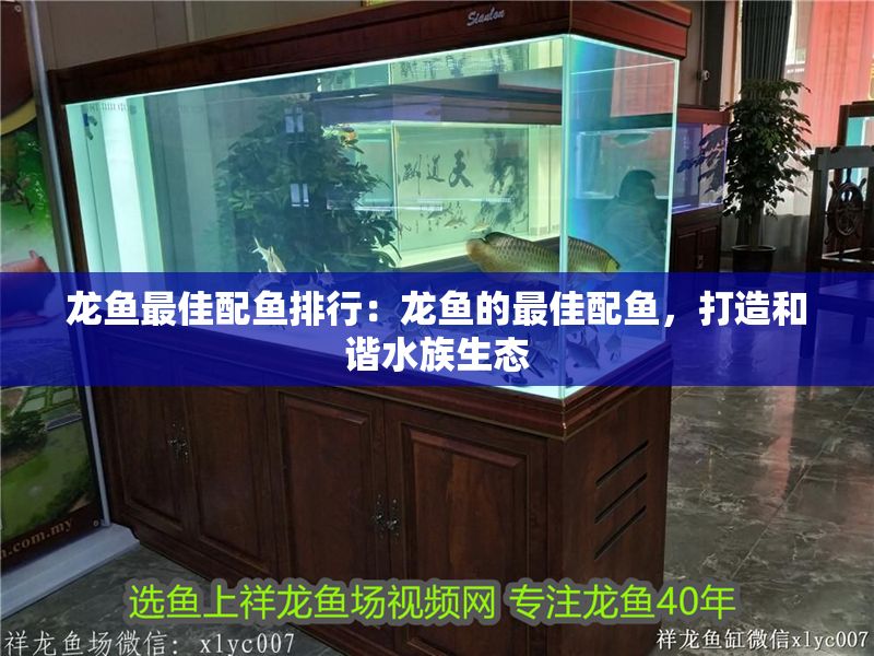 龍魚最佳配魚排行：龍魚的最佳配魚，打造和諧水族生態