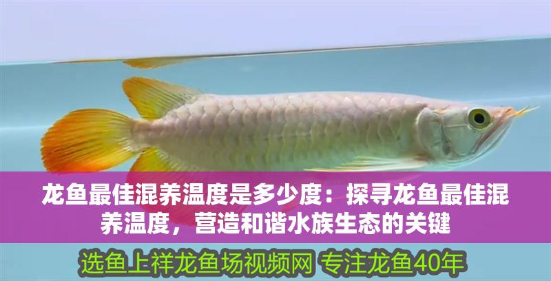 龍魚最佳混養(yǎng)溫度是多少度：探尋龍魚最佳混養(yǎng)溫度，營造和諧水族生態(tài)的關(guān)鍵