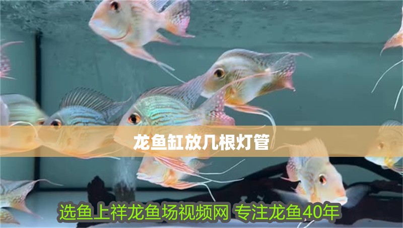 龍魚缸放幾根燈管