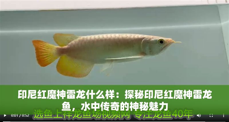 印尼紅魔神雷龍什么樣：探秘印尼紅魔神雷龍魚，水中傳奇的神秘魅力