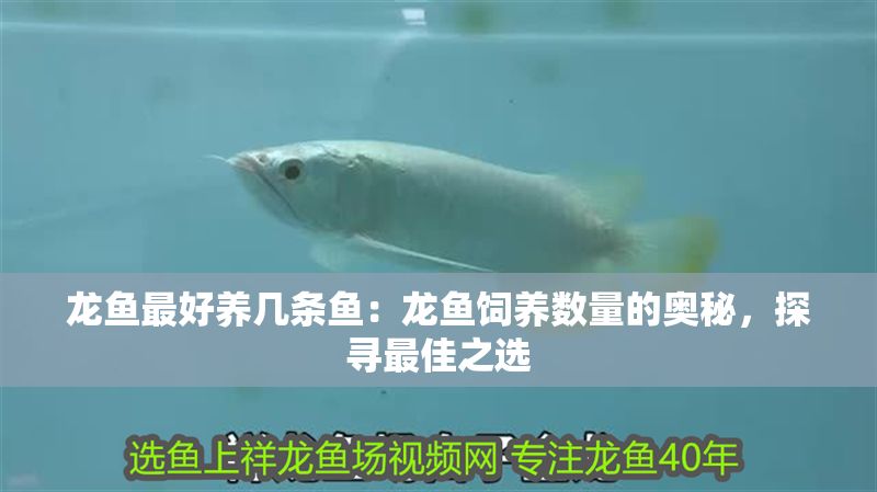 龍魚最好養(yǎng)幾條魚：龍魚飼養(yǎng)數(shù)量的奧秘，探尋最佳之選