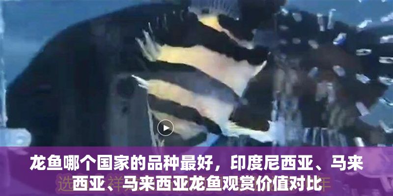 龍魚哪個國家的品種最好，印度尼西亞、馬來西亞、馬來西亞龍魚觀賞價值對比