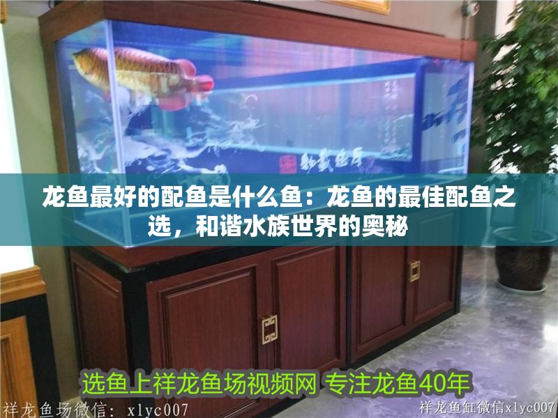 龍魚最好的配魚是什么魚：龍魚的最佳配魚之選，和諧水族世界的奧秘