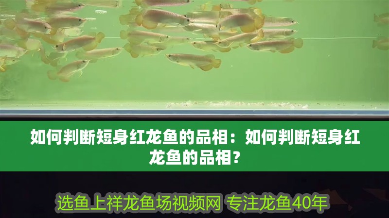 如何判斷短身紅龍魚的品相：如何判斷短身紅龍魚的品相？