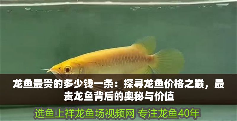 龍魚最貴的多少錢一條：探尋龍魚價格之巔，最貴龍魚背后的奧秘與價值