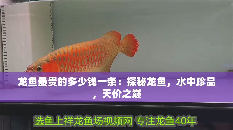 龍魚最貴的多少錢一條：探秘龍魚，水中珍品，天價之巔