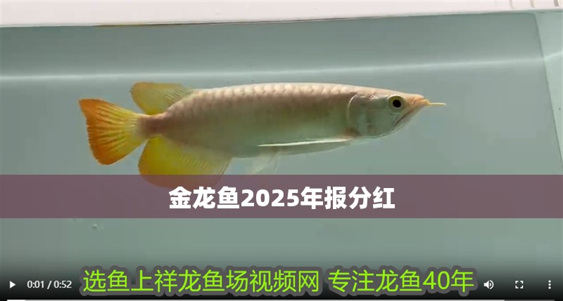 龍魚擺件放在家里什么地方好呢