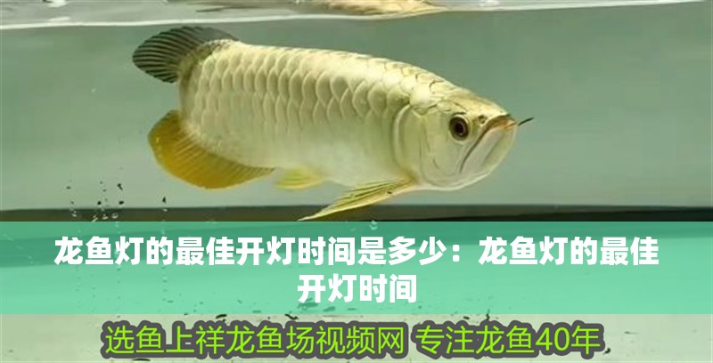 龍魚燈的最佳開燈時間是多少：龍魚燈的最佳開燈時間