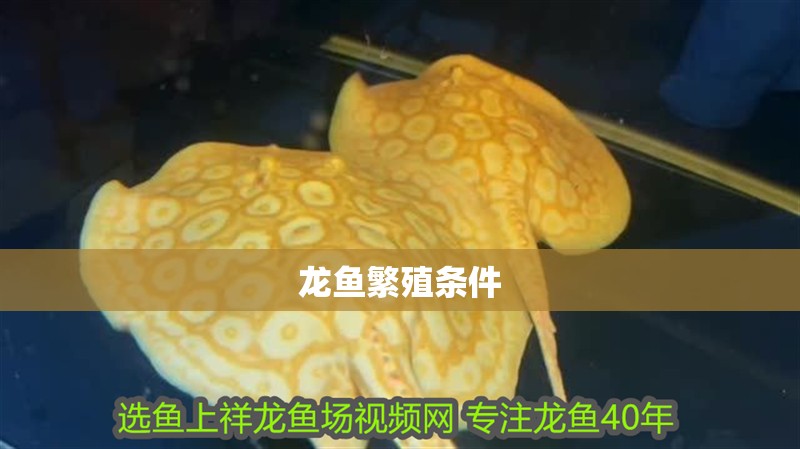 龍魚繁殖條件