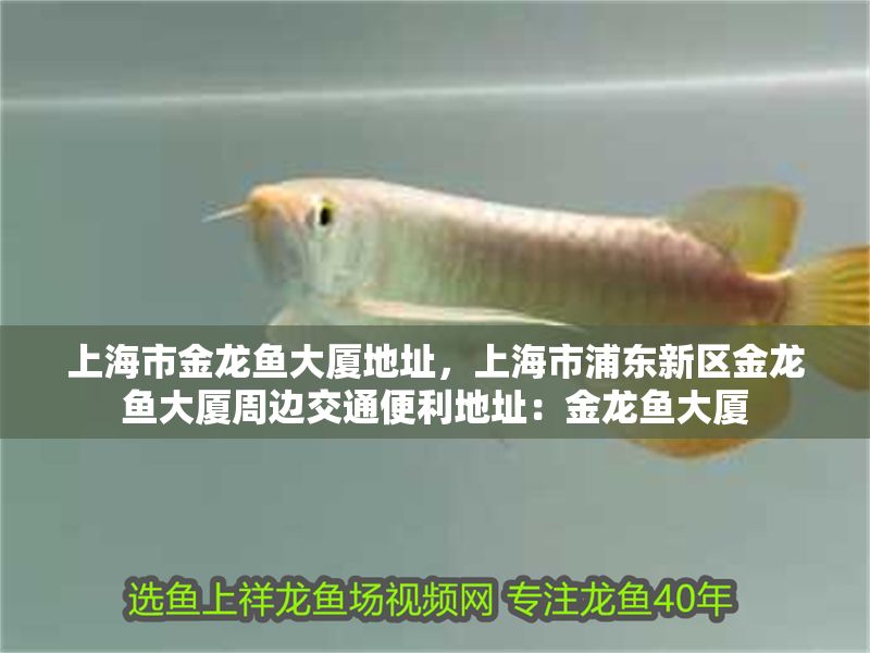 上海市金龍魚大廈地址，上海市浦東新區金龍魚大廈周邊交通便利地址：金龍魚大廈