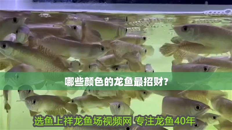 哪些顏色的龍魚最招財？