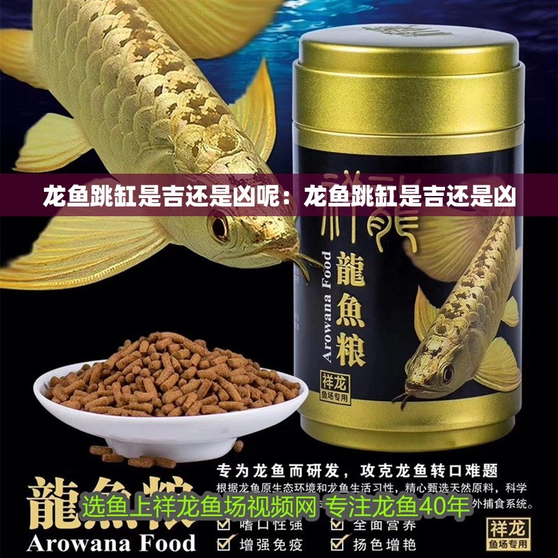 龍魚跳缸是吉還是兇呢：龍魚跳缸是吉還是兇