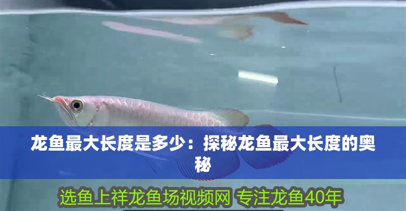 龍魚最大長度是多少：探秘龍魚最大長度的奧秘