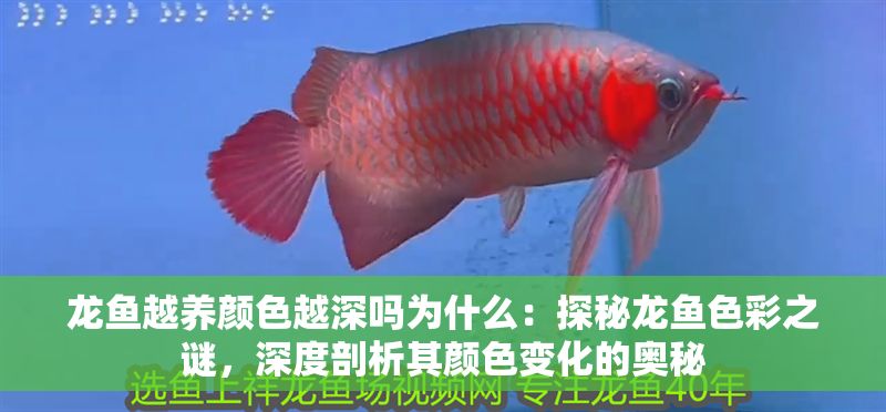 龍魚越養(yǎng)顏色越深嗎為什么：探秘龍魚色彩之謎，深度剖析其顏色變化的奧秘