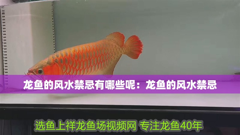 龍魚的風水禁忌有哪些呢：龍魚的風水禁忌
