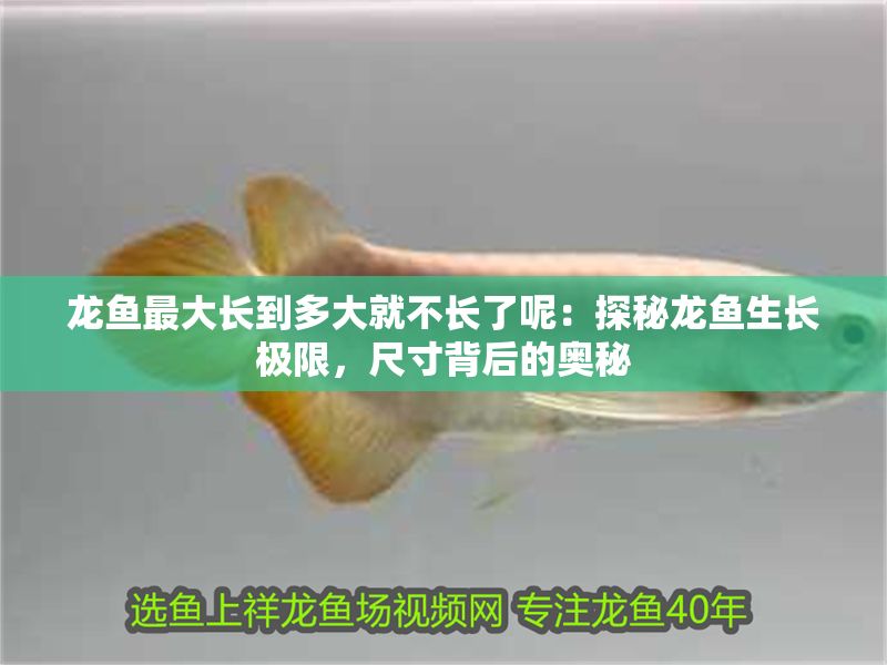 龍魚最大長到多大就不長了呢：探秘龍魚生長極限，尺寸背后的奧秘
