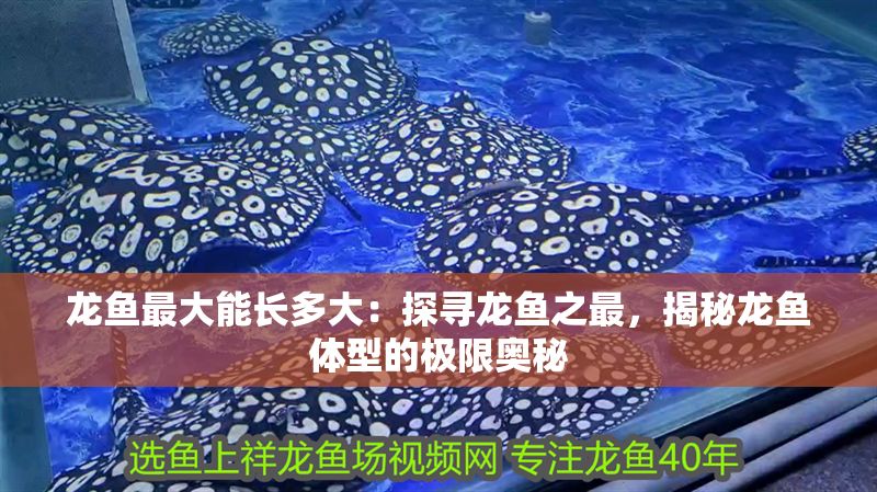 龍魚最大能長多大：探尋龍魚之最，揭秘龍魚體型的極限奧秘
