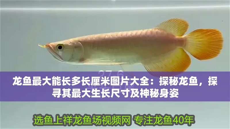 龍魚最大能長多長厘米圖片大全：探秘龍魚，探尋其最大生長尺寸及神秘身姿