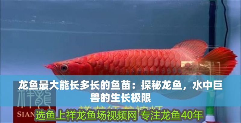 龍魚最大能長(zhǎng)多長(zhǎng)的魚苗：探秘龍魚，水中巨獸的生長(zhǎng)極限
