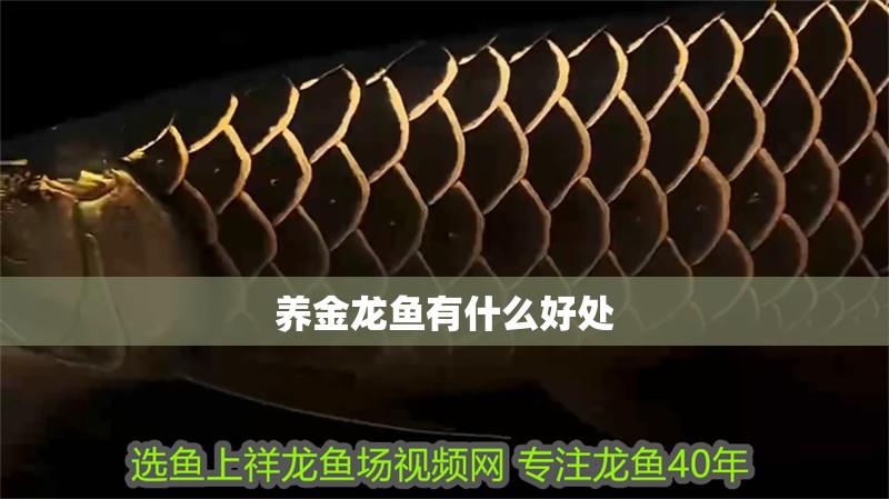 養金龍魚有什么好處