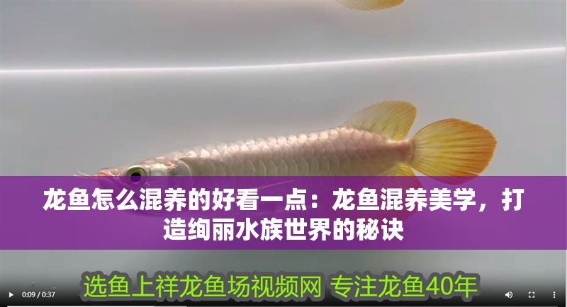 龍魚怎么混養(yǎng)的好看一點(diǎn)：龍魚混養(yǎng)美學(xué)，打造絢麗水族世界的秘訣