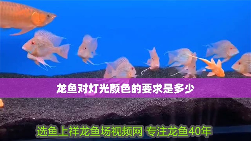 龍魚對燈光顏色的要求是多少