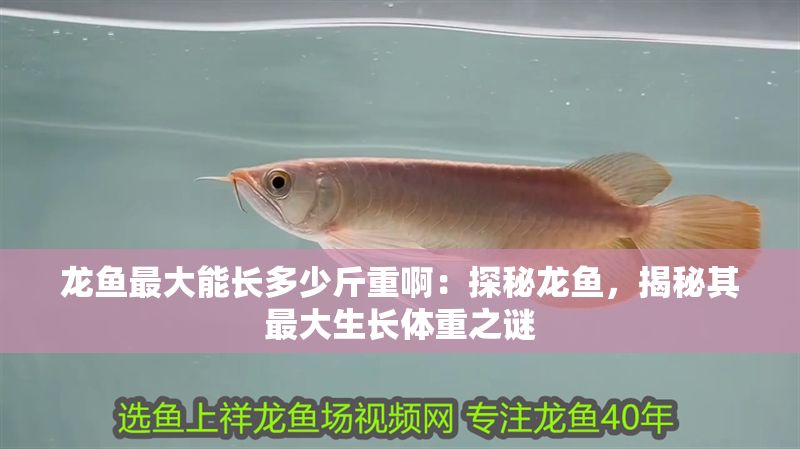 龍魚最大能長多少斤重啊：探秘龍魚，揭秘其最大生長體重之謎