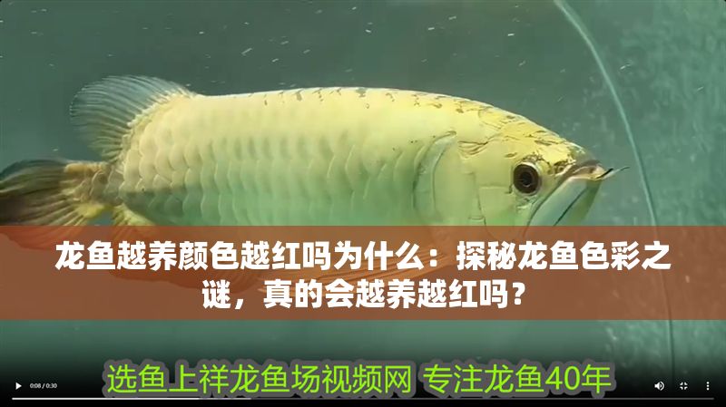 龍魚越養(yǎng)顏色越紅嗎為什么：探秘龍魚色彩之謎，真的會(huì)越養(yǎng)越紅嗎？