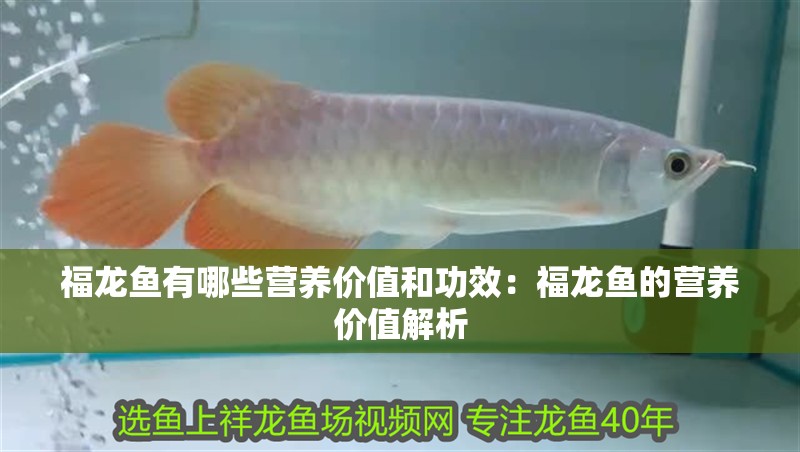 福龍魚有哪些營養價值和功效：福龍魚的營養價值解析