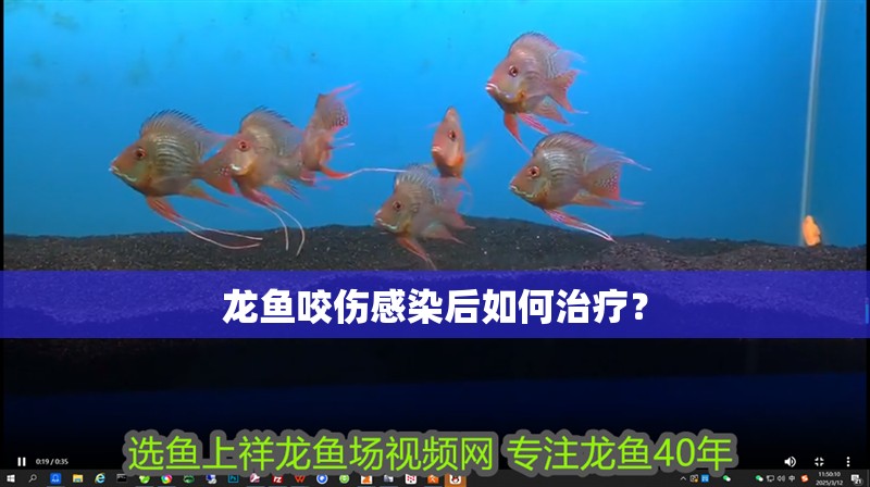 龍魚(yú)咬傷感染后如何治療？