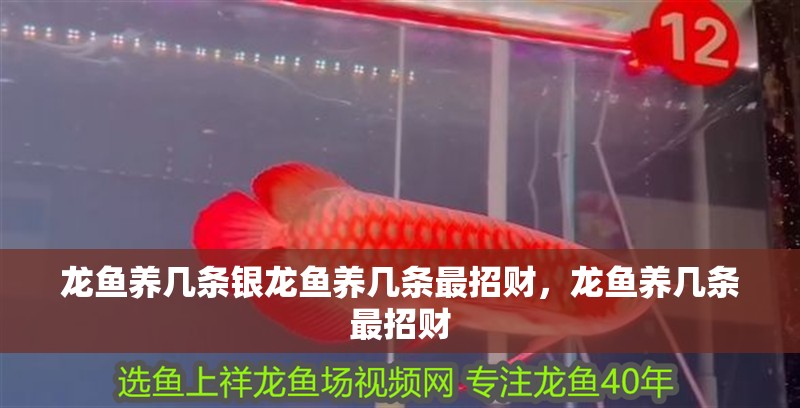 龍魚養幾條銀龍魚養幾條最招財，龍魚養幾條最招財