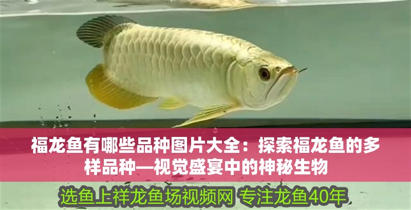 福龍魚有哪些品種圖片大全：探索福龍魚的多樣品種—視覺盛宴中的神秘生物