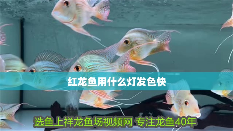 紅龍魚用什么燈發色快