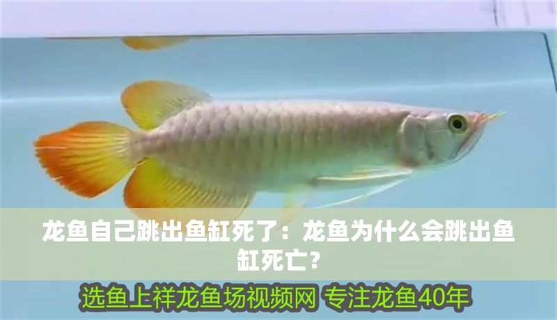 龍魚自己跳出魚缸死了：龍魚為什么會跳出魚缸死亡？