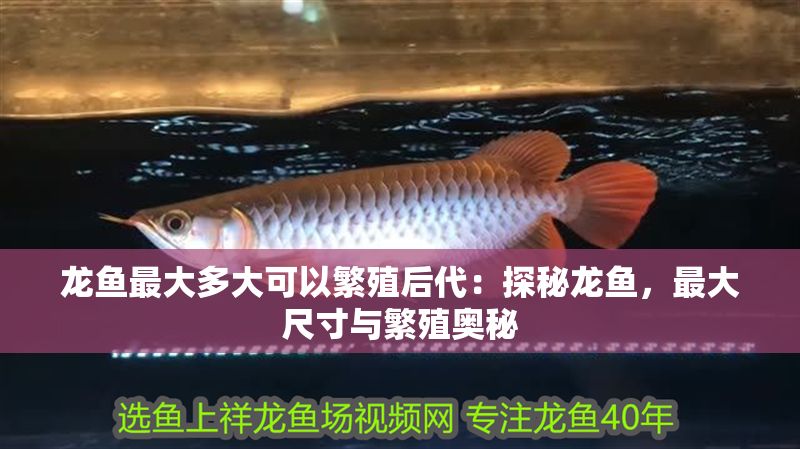 龍魚最大多大可以繁殖后代：探秘龍魚，最大尺寸與繁殖奧秘
