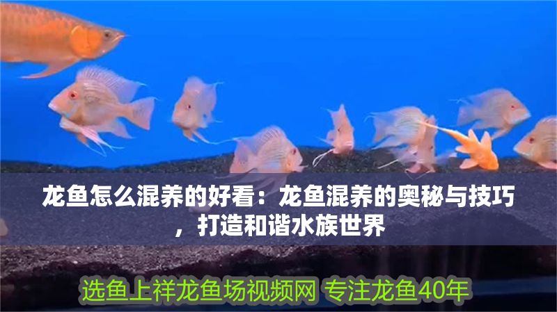 龍魚怎么混養的好看：龍魚混養的奧秘與技巧，打造和諧水族世界