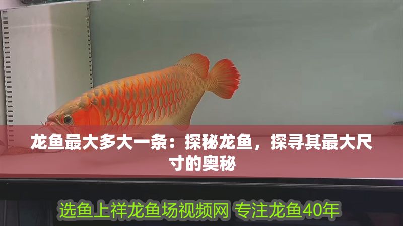 龍魚最大多大一條：探秘龍魚，探尋其最大尺寸的奧秘