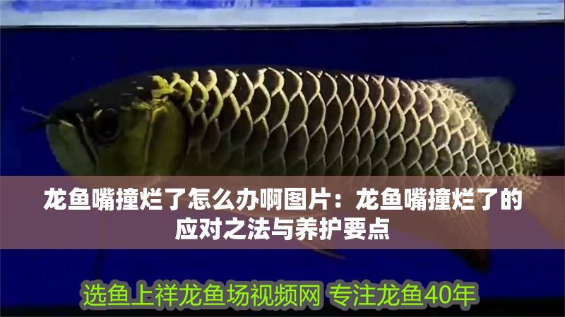 龍魚嘴撞爛了怎么辦啊圖片：龍魚嘴撞爛了的應對之法與養護要點