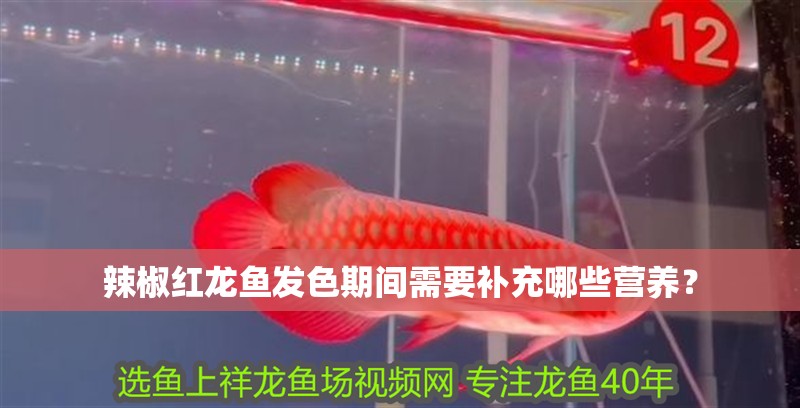 辣椒紅龍魚發(fā)色期間需要補充哪些營養(yǎng)？